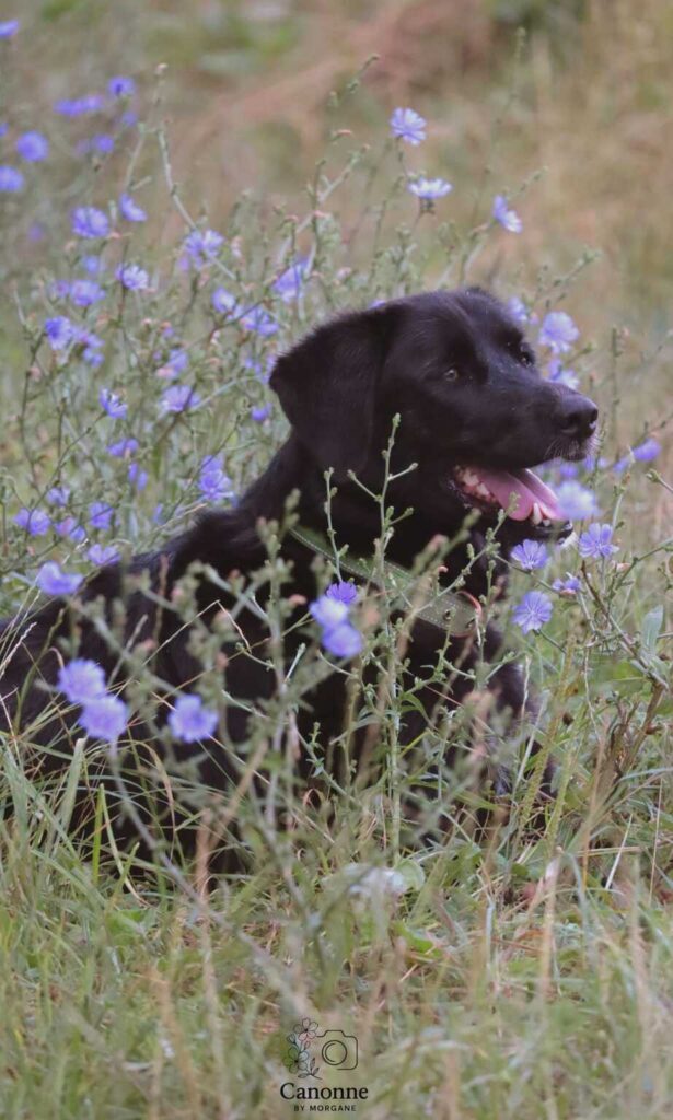 Chien calme allongé après un exercice de relaxation en extérieur