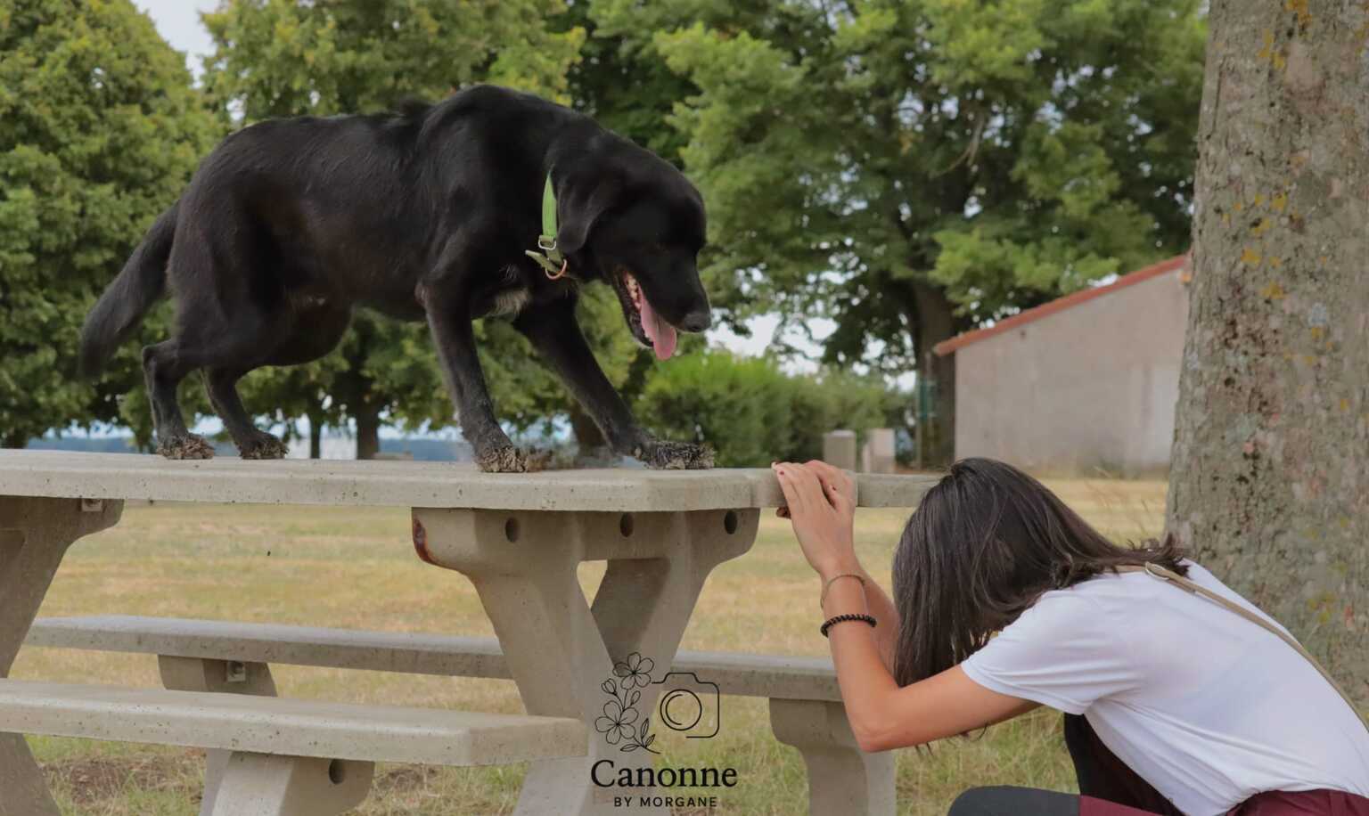 séance d'éducation canine chien de famille dans l'allier