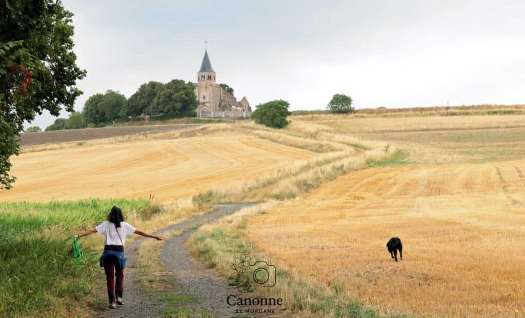 Ballade collective dans l'allier pour socialiser son chien